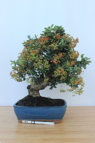 Pyracantha Angustifolia (Dyglainė)