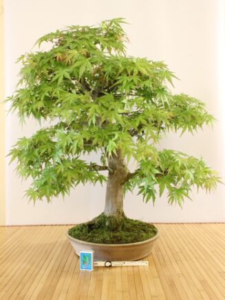 Acer palmatum