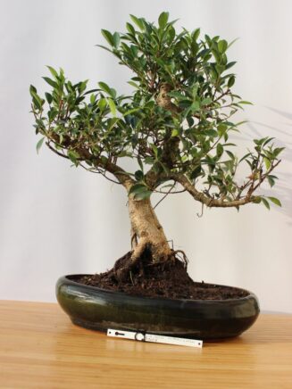 Ficus Retusa