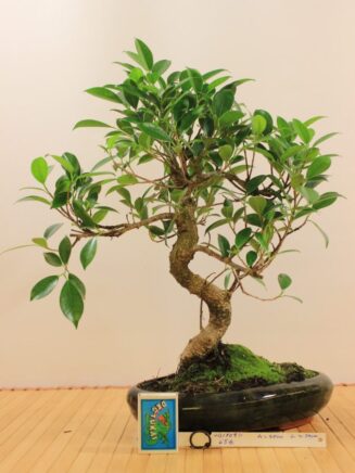 Ficus Retusa