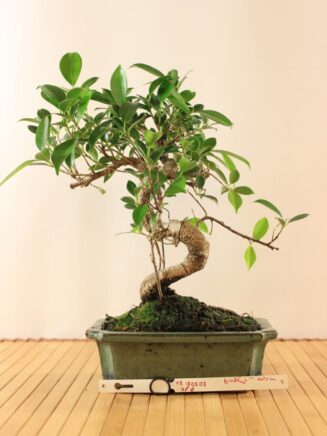 Ficus Retusa