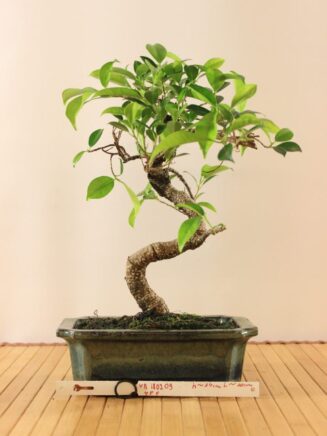 Ficus Retusa