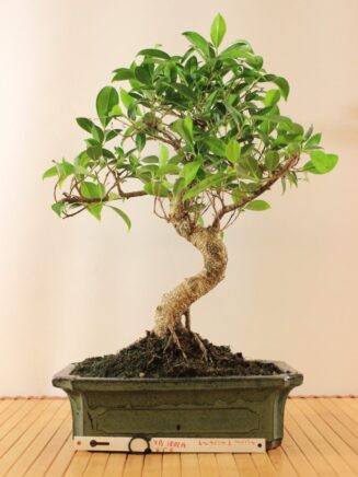 Ficus Retusa