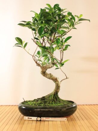 Ficus Retusa