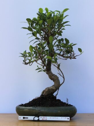 Ficus Retusa