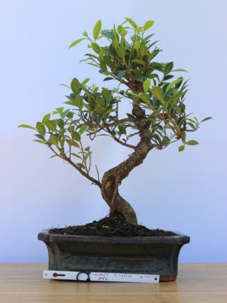 Ficus Retusa