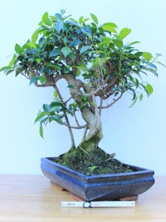 Ficus Retusa