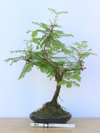 Metasequoia