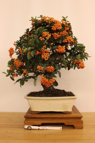 Pyracantha Angustifolia (Dyglainė)