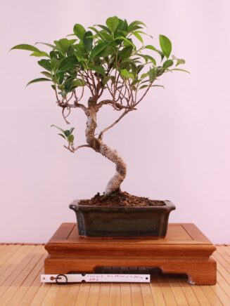 Ficus Retusa