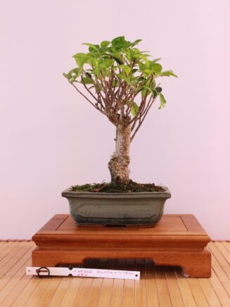 Ficus Retusa