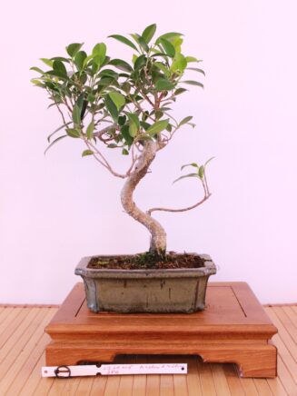 Ficus Retusa