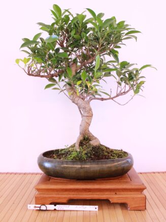 Ficus Retusa