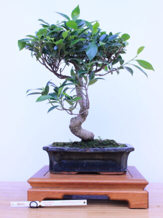 Ficus Retusa