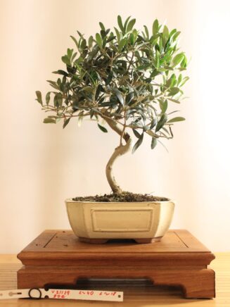 Olea Europea