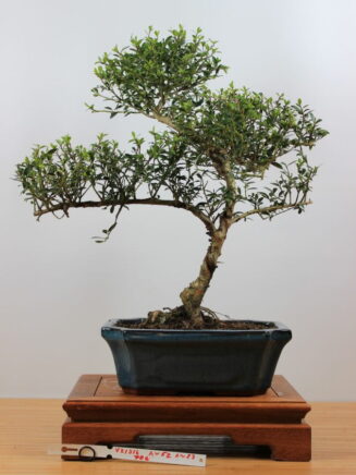 Ilex crenata