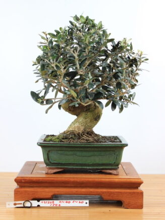 Olea Europea