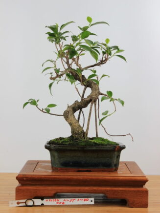 Ficus Retusa