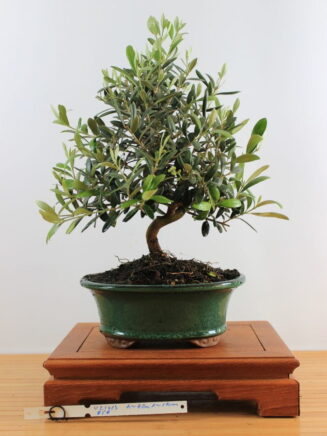 Olea Europea