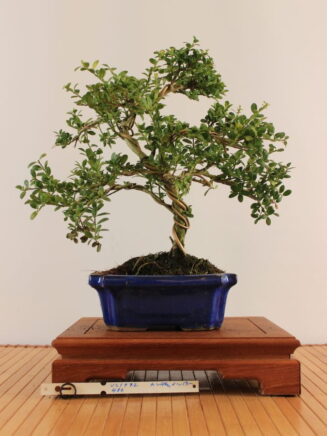 Ilex crenata