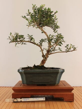 Ilex crenata