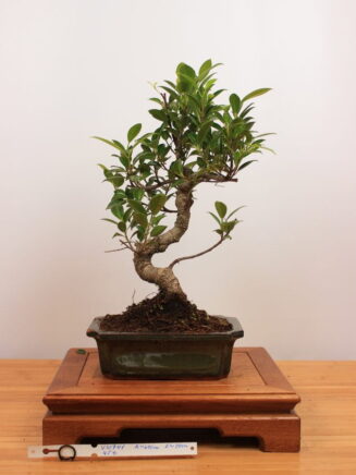 Ficus Retusa