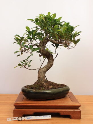 Ficus Retusa