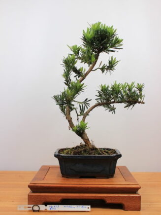 Podocarpus