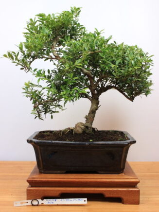 Ilex crenata