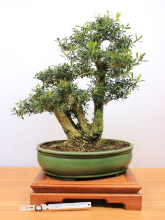 Buxus harlandii