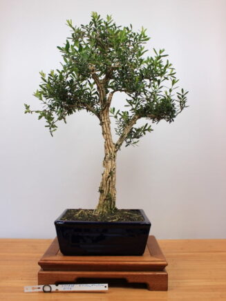 Buxus harlandii