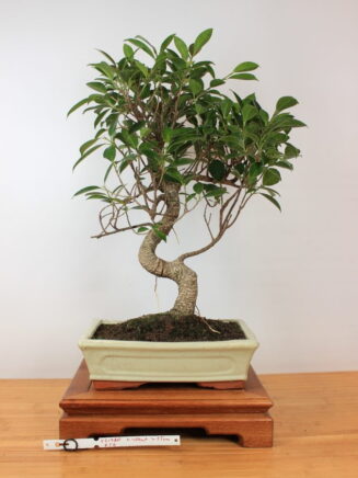 Ficus Retusa