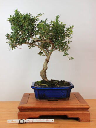 Ilex crenata