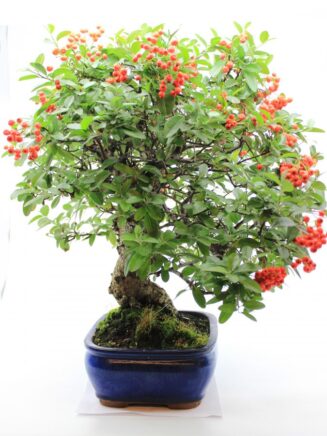 Pyracantha Angustifolia - Image 2