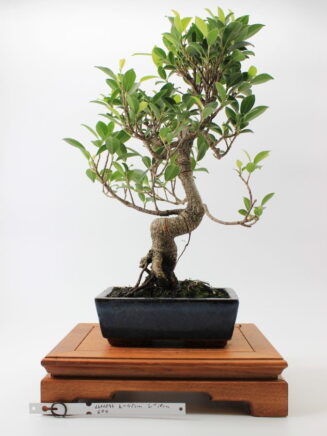 Ficus Retusa