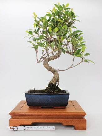 Ficus Retusa