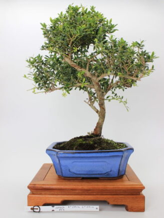 Ilex micropylla