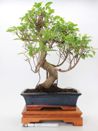 Ficus Retusa