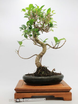 Ficus Retusa