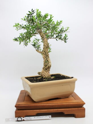 Buxus harlandii