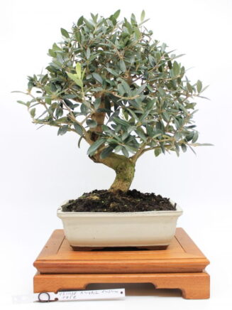 Olea Europea