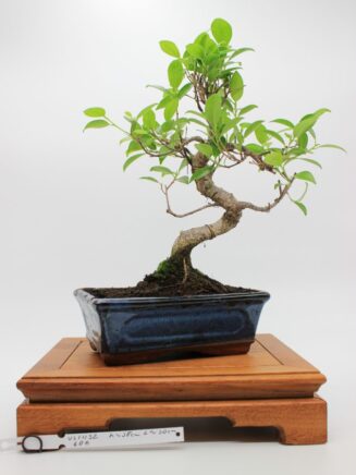 Ficus Retusa