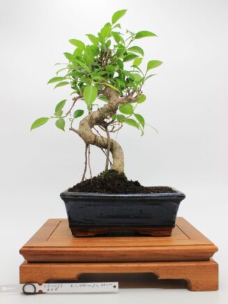 Ficus Retusa