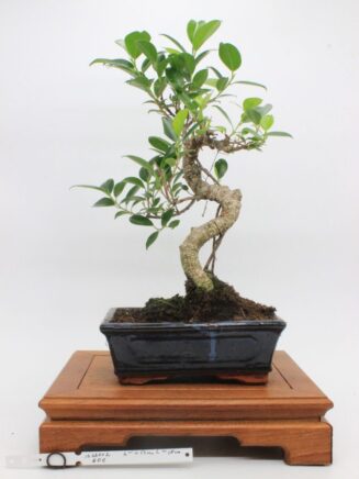 Ficus Retusa