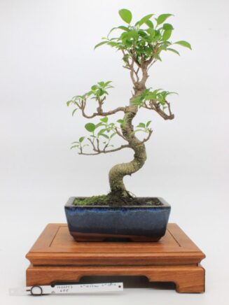 Ficus Retusa