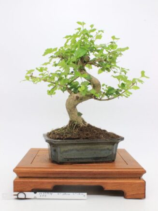 Ligustrum