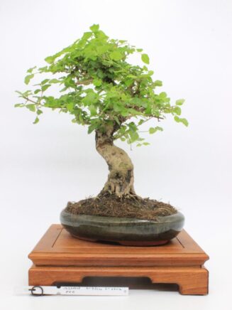 Ligustrum