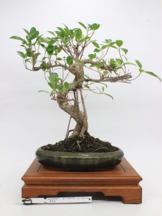 Ficus Retusa