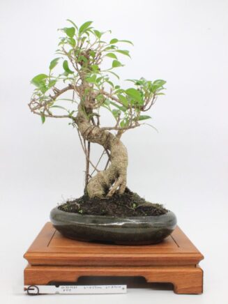 Ficus Retusa