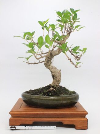 Ficus Retusa